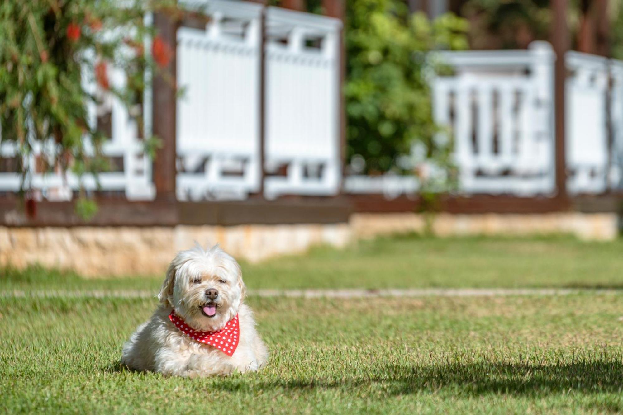 Sedir Park - Beach Bungalow Kargıcak Eksteriør billede